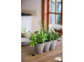 Istutuspott IVY HERBS